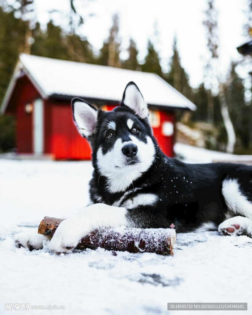 黑犬