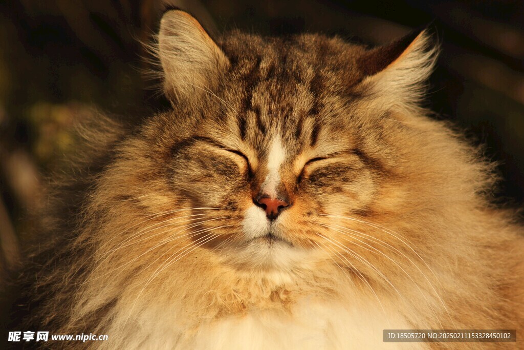 猫