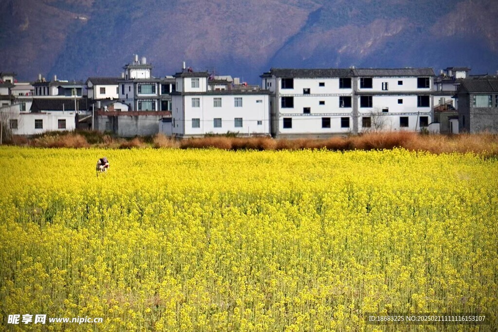 大理油菜花田园