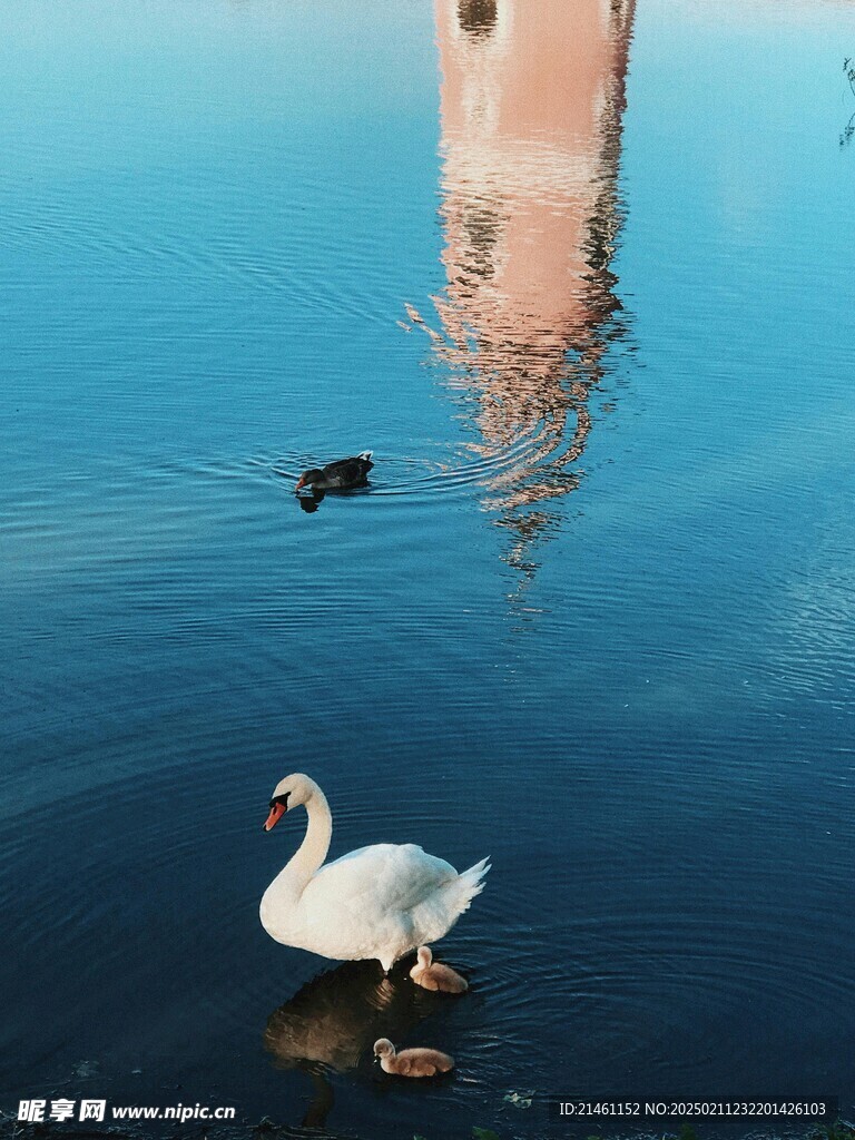 天鹅