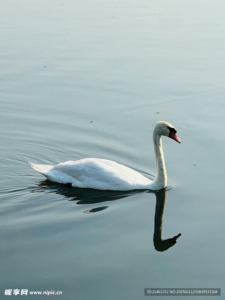 天鹅