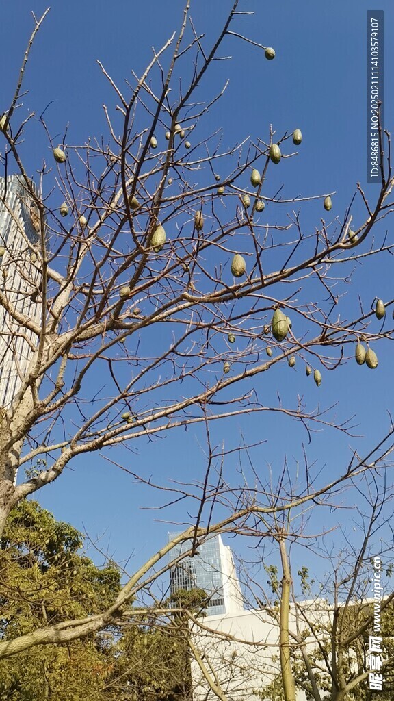 一棵树