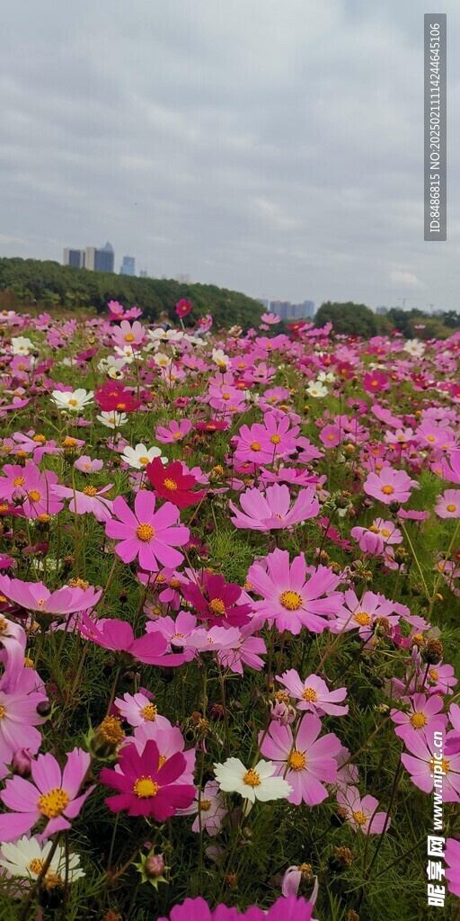 格桑花