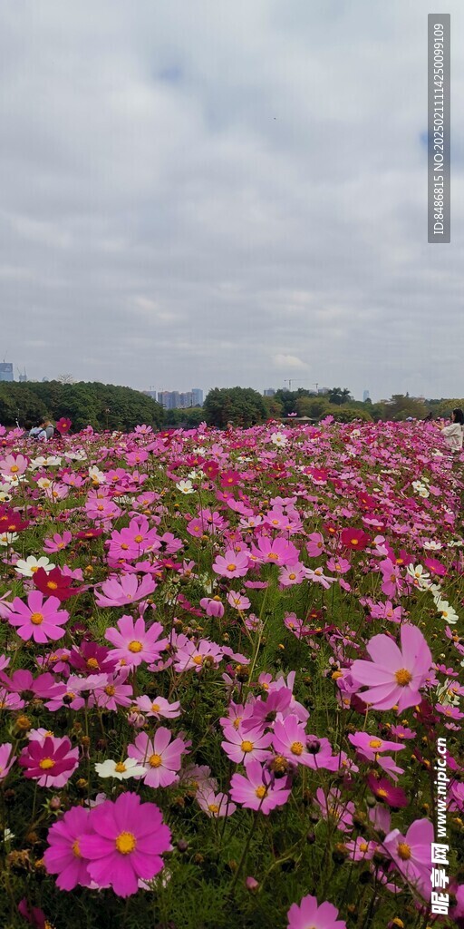 格桑花