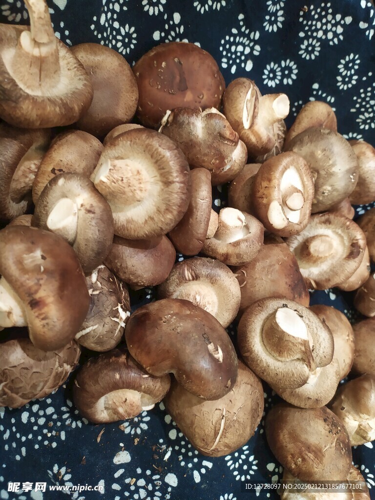 香菇  