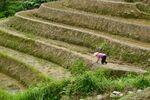 梯田和树林图片