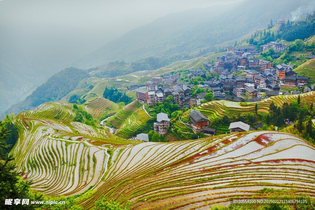 梯田和树林图片