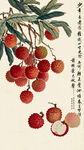 水墨画荔枝