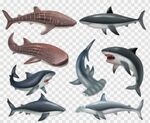 海洋生物卡通插画