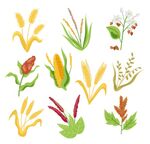 卡通粮食绿植插画