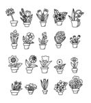 线描素描盆栽绿植插画