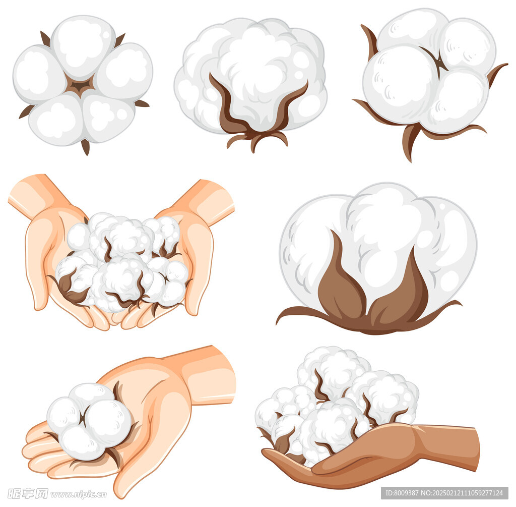 棉花与棉花采摘卡通插画
