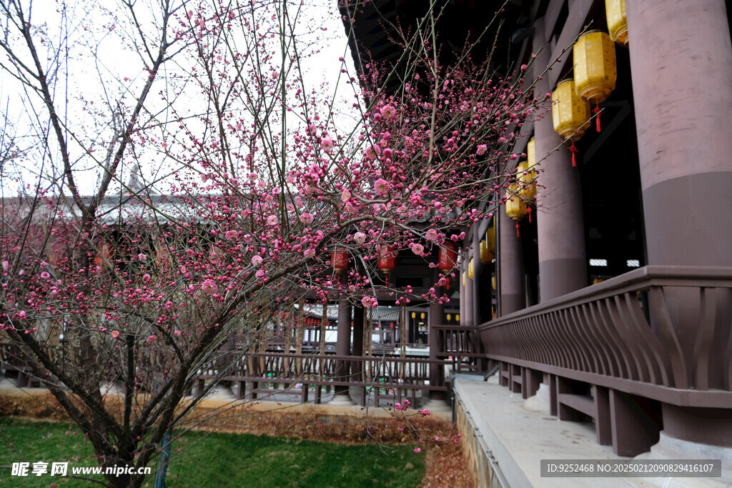 庭院 