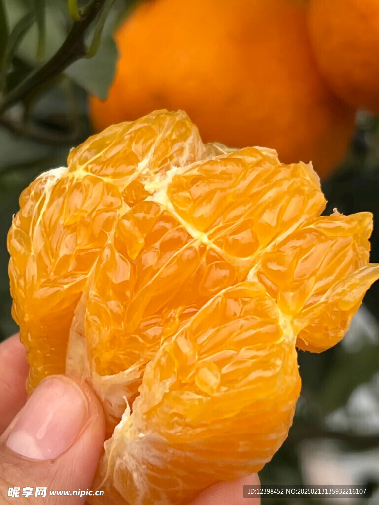 耙耙柑