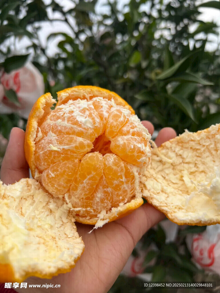 耙耙柑