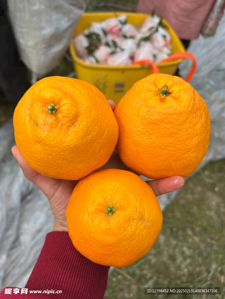 春见耙耙柑