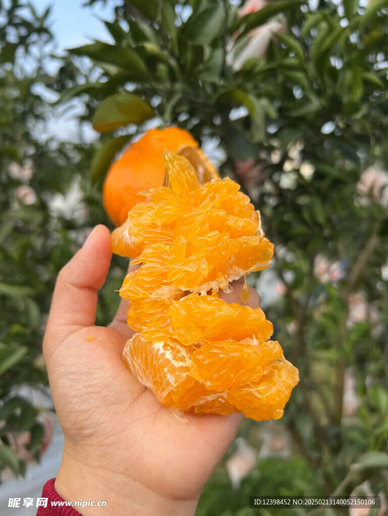 耙耙柑