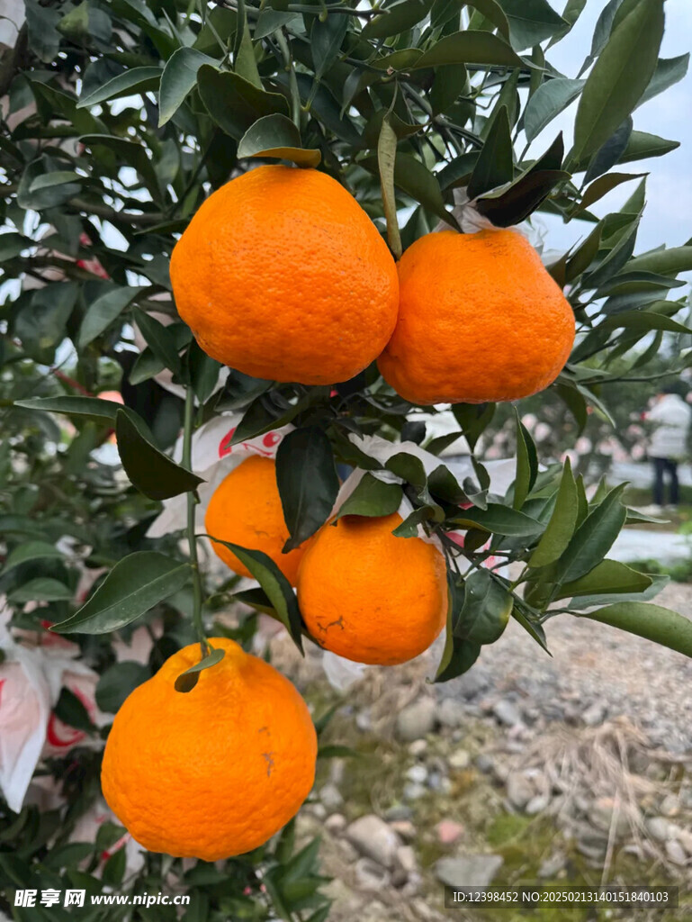 春见耙耙柑