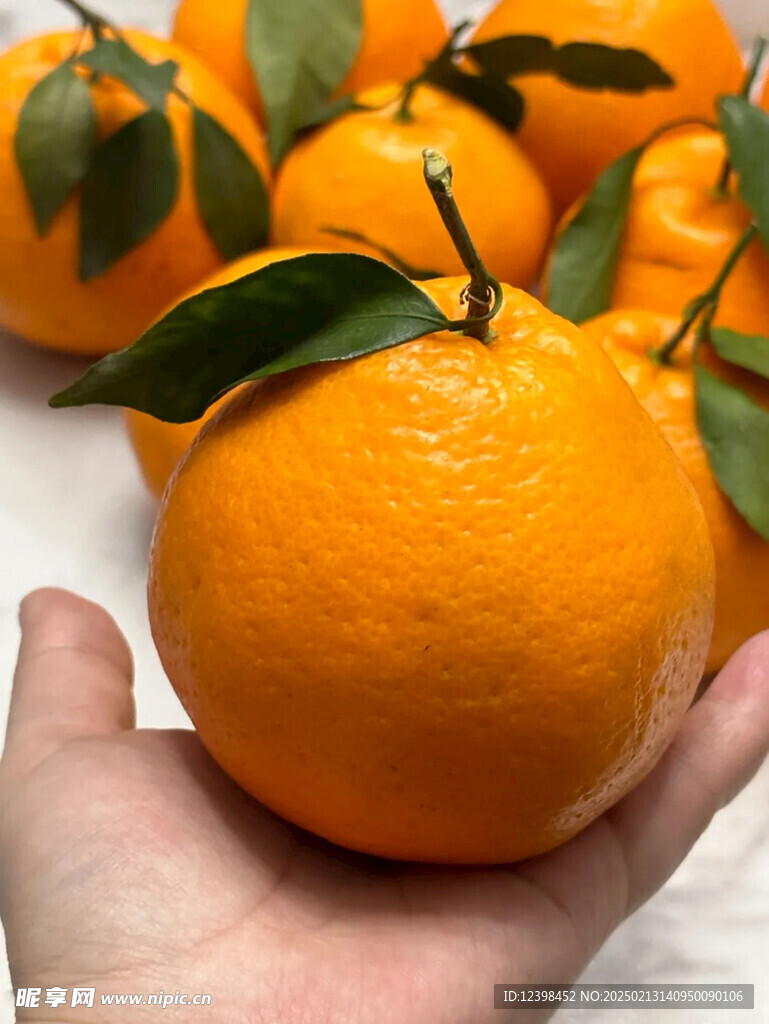 耙耙柑