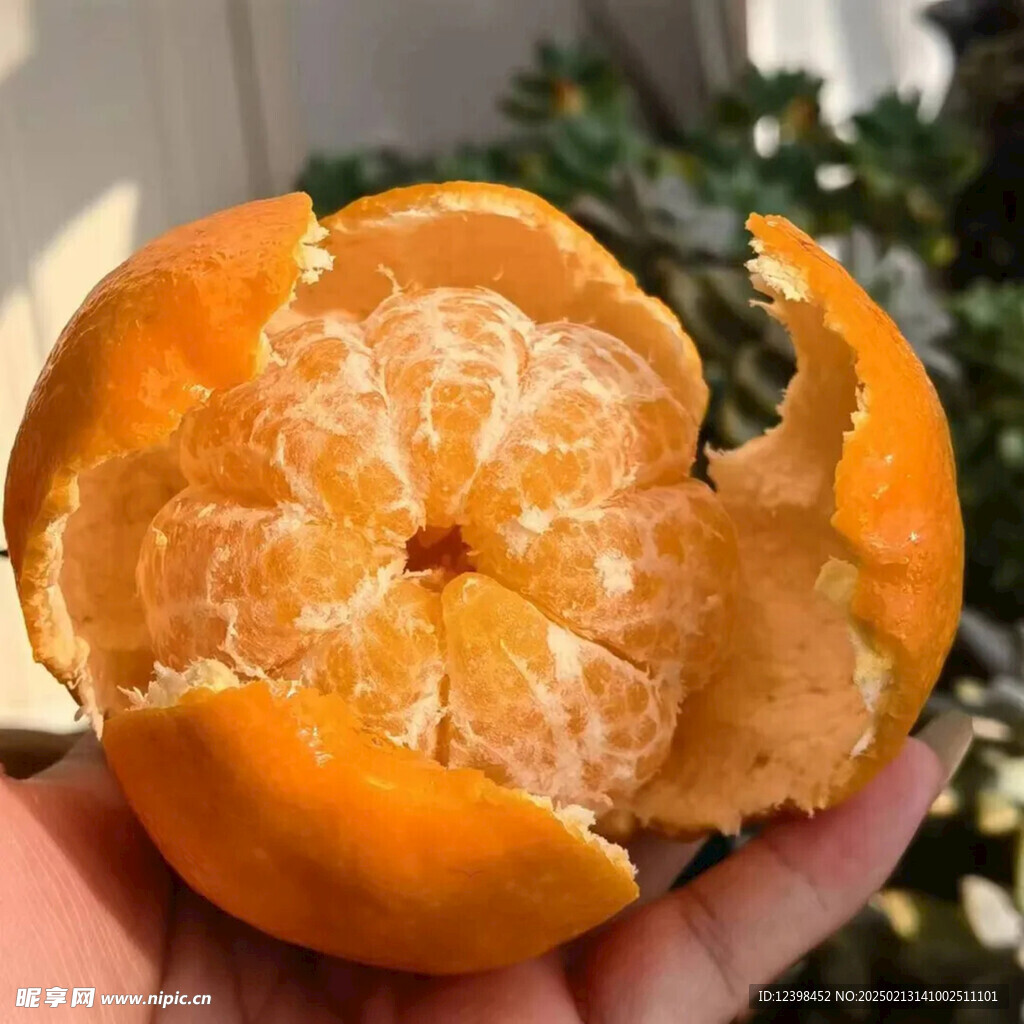 耙耙柑