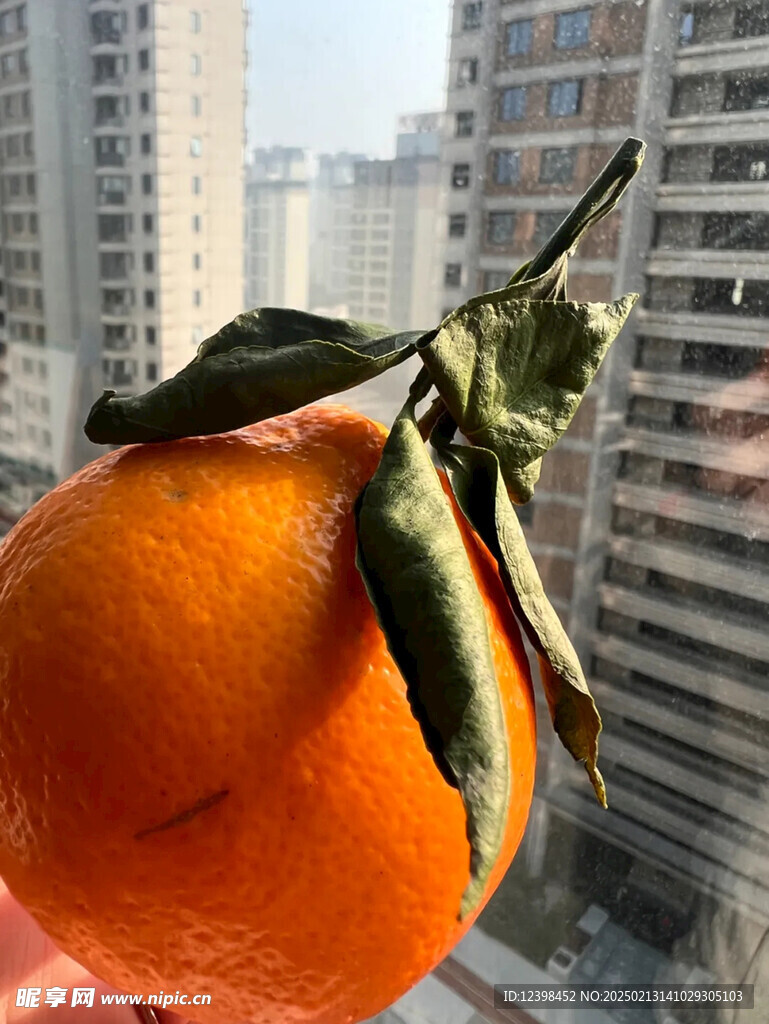 耙耙柑