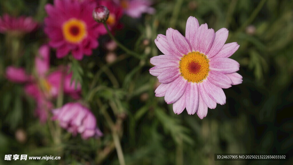 雏菊