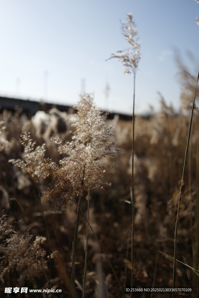 芦苇荡