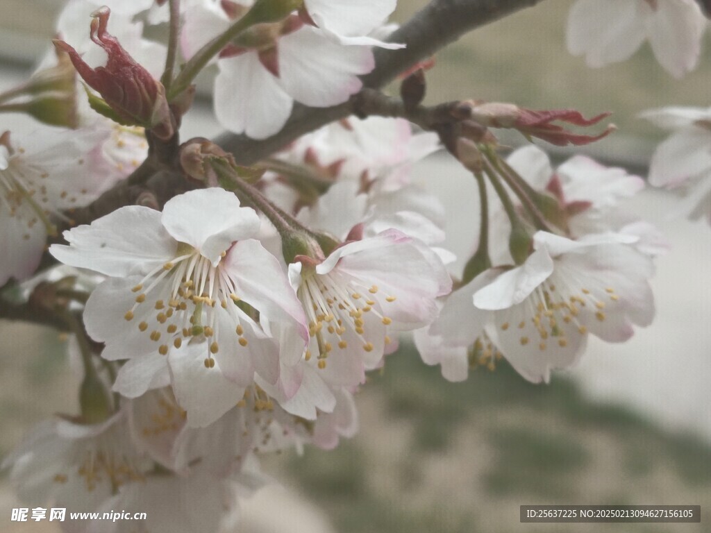 杏花