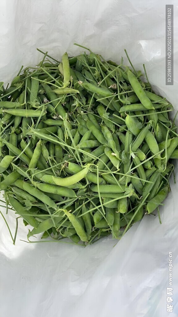 豌豆荚