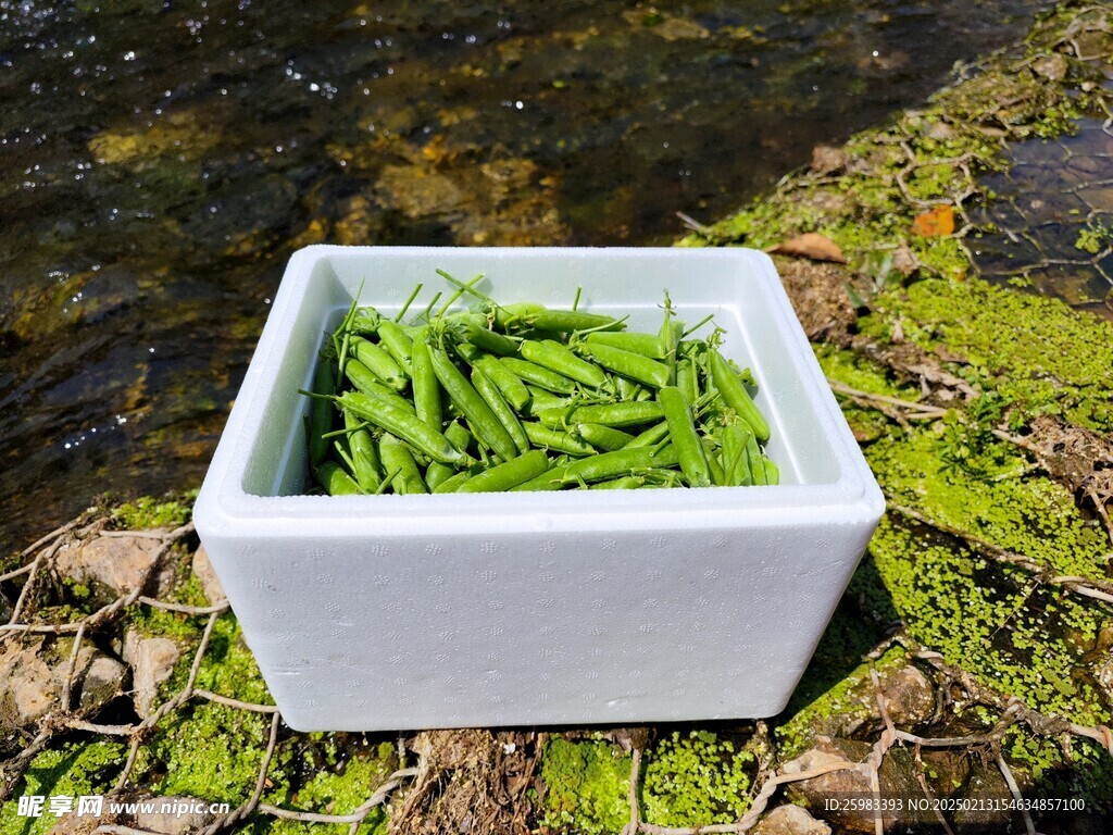 豌豆荚