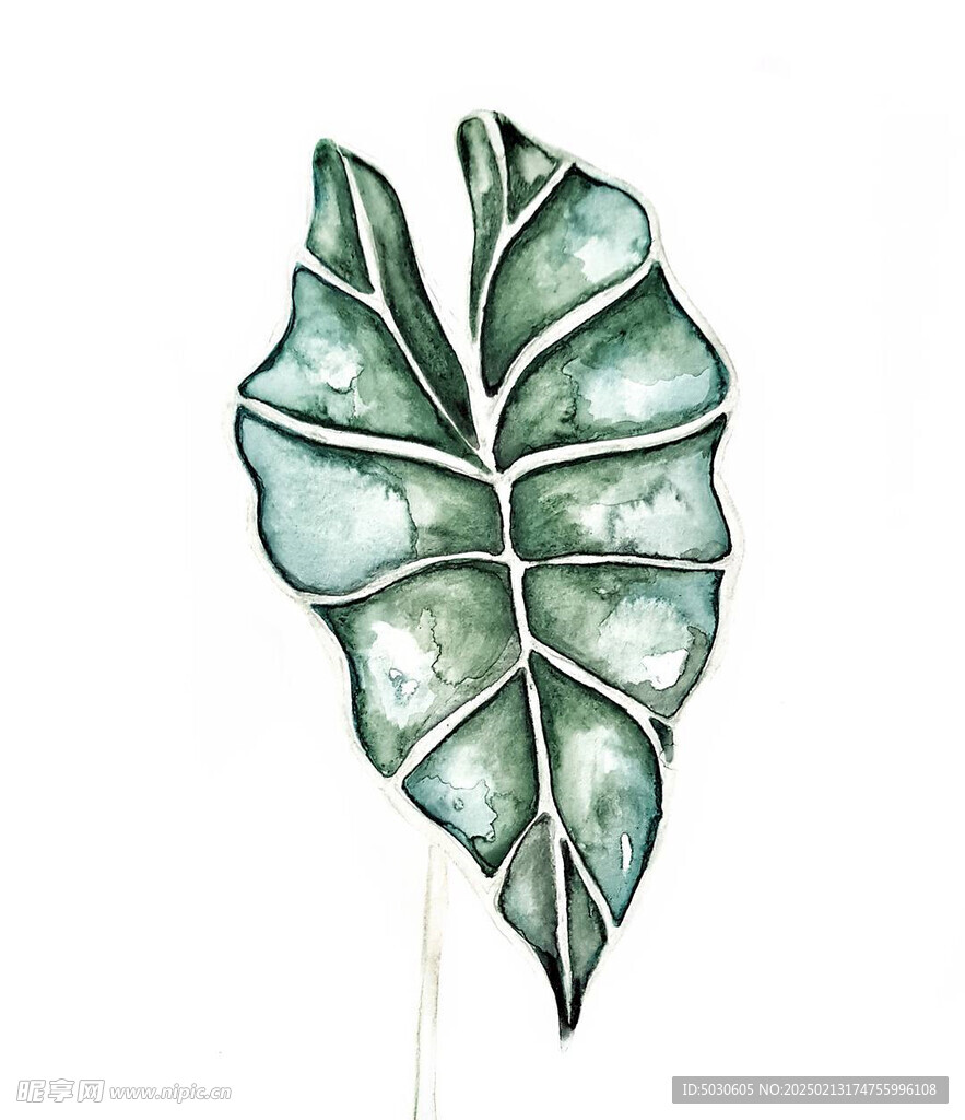 水彩绿植叶子
