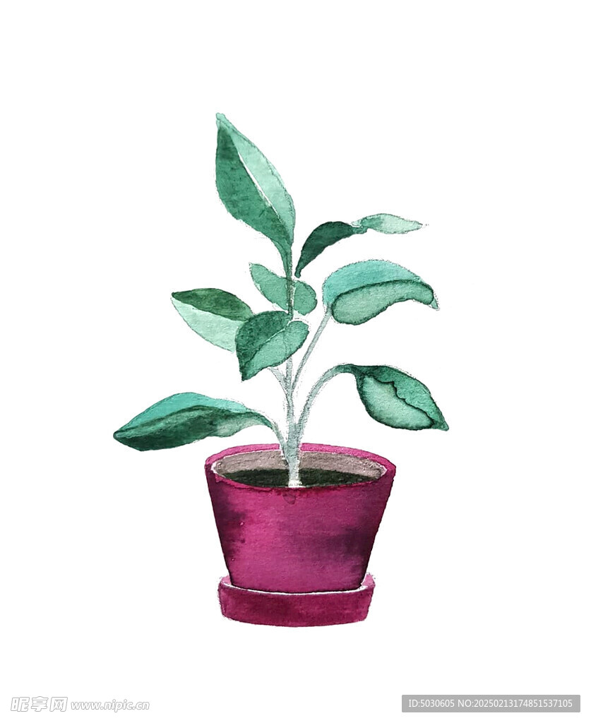 水彩植物