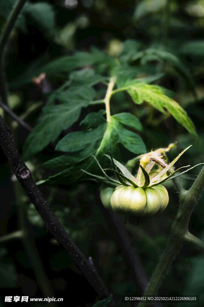 番茄