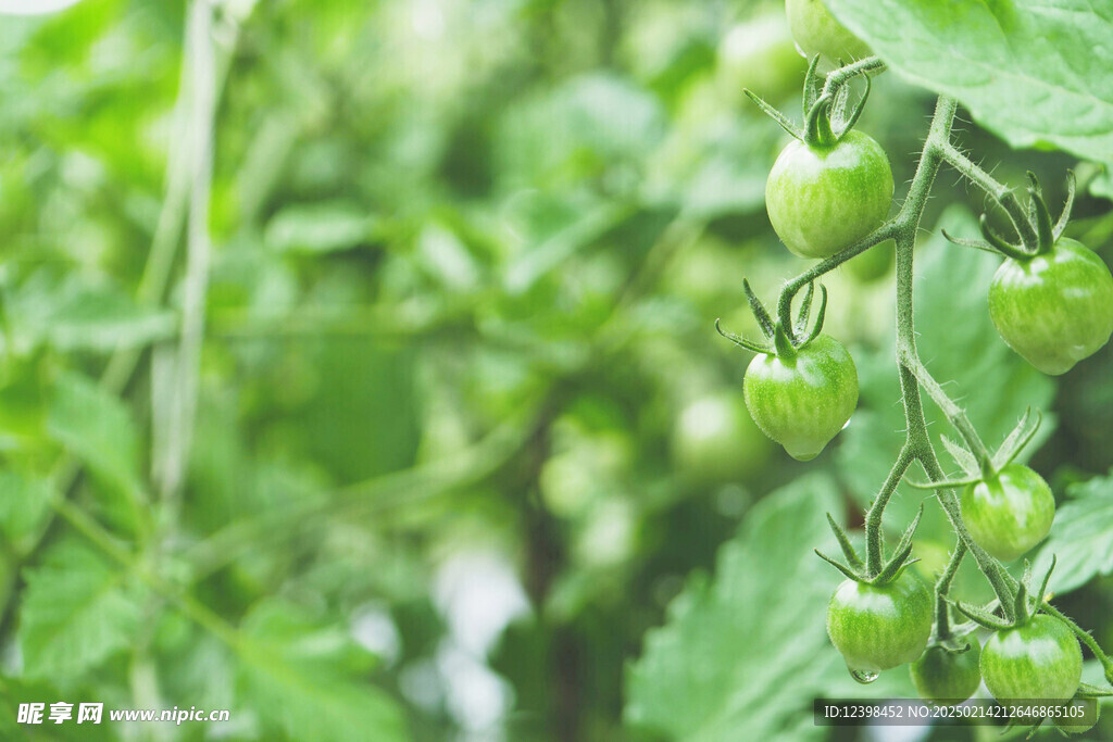 番茄
