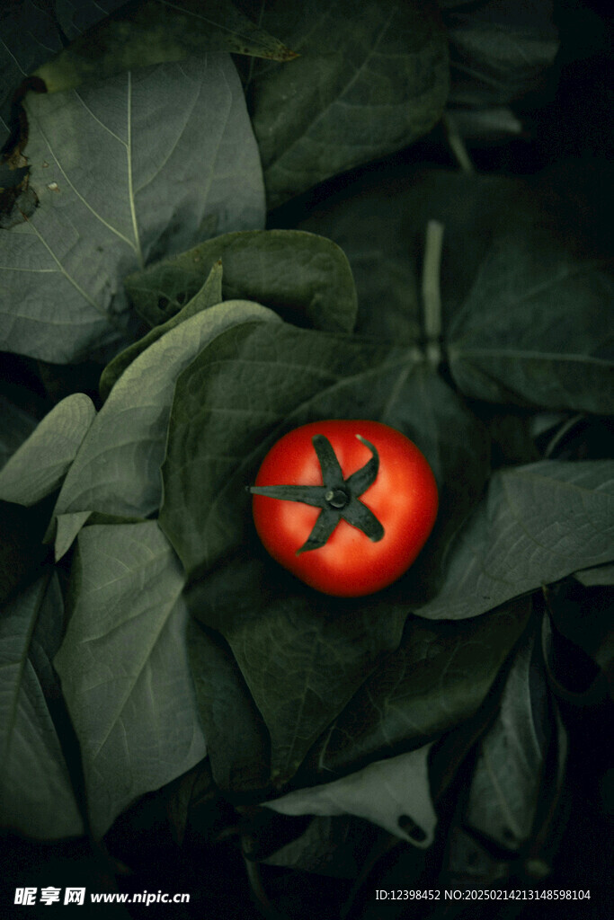 番茄