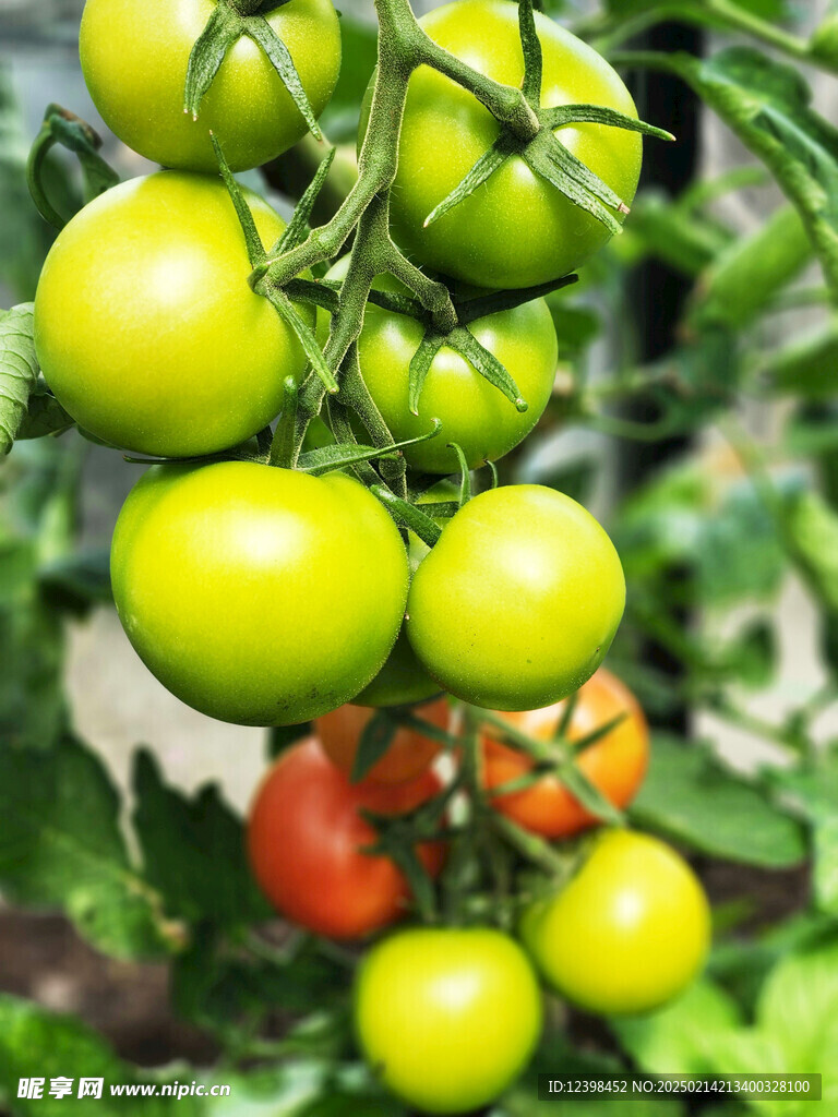 番茄
