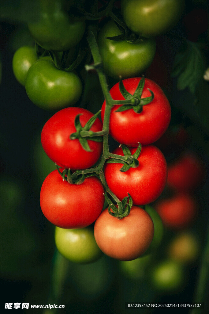 番茄