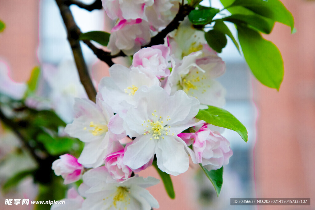 桃花特写