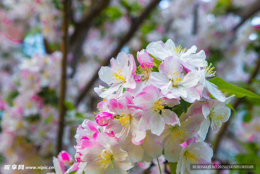 桃花开