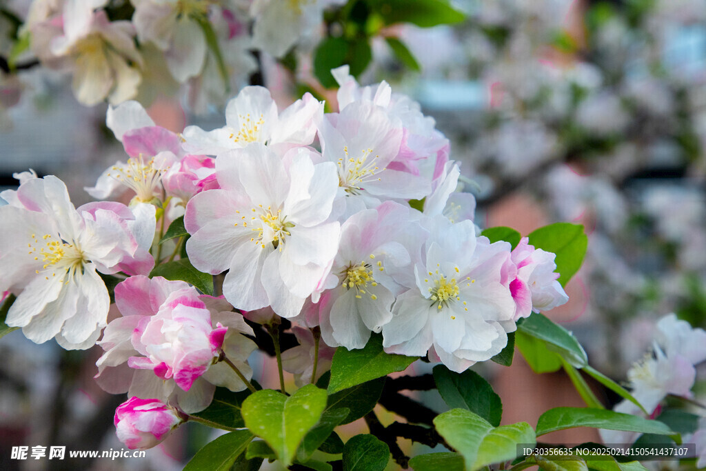 春天桃花