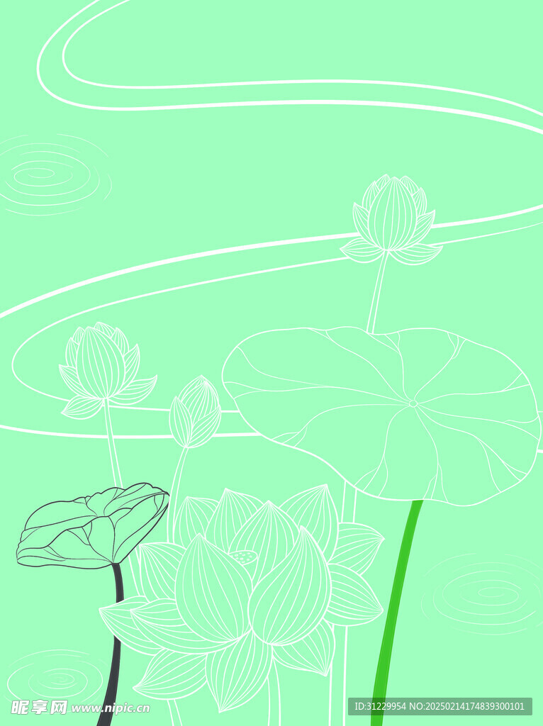 荷花 
