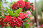 铁海棠花