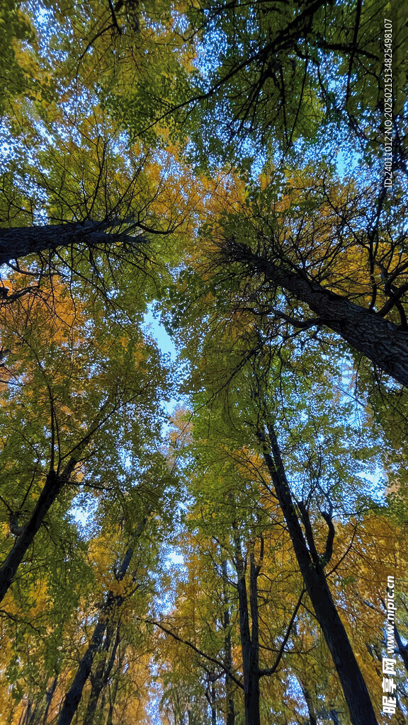 银杏树