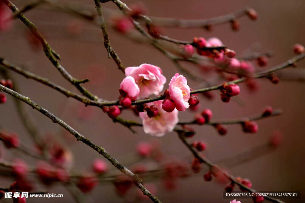 梅花特写摄影