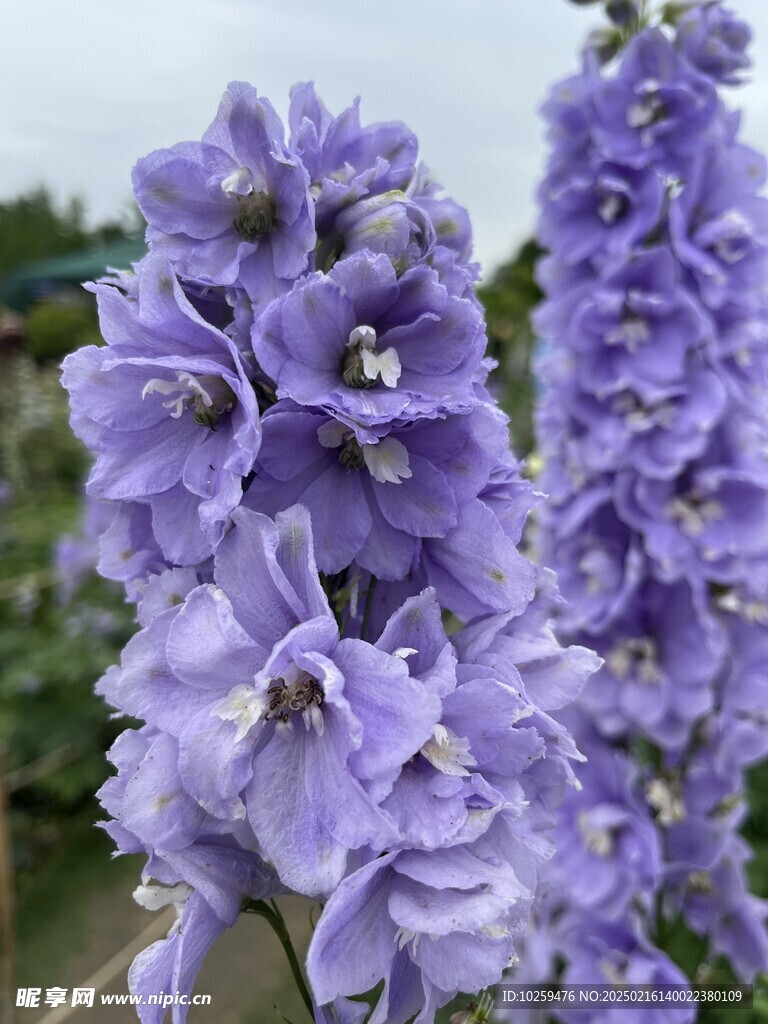 大黄飞燕草