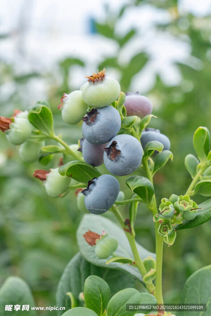 蓝莓