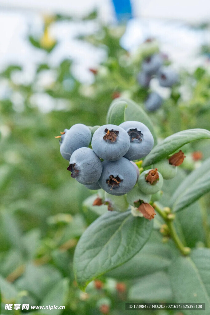 蓝莓