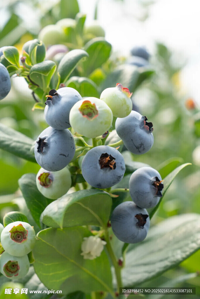 蓝莓