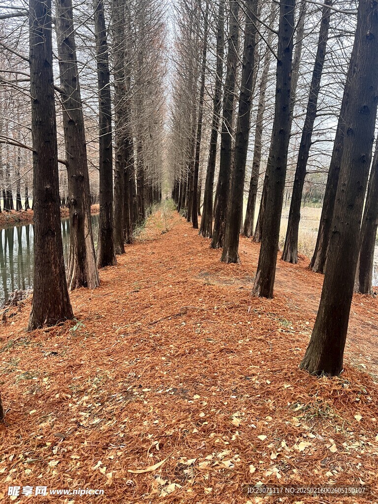 红衫