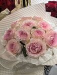 粉色玫瑰